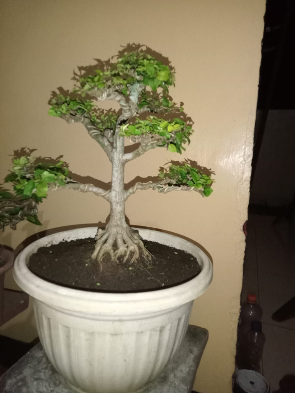 BONSAI ANTING PUTRI