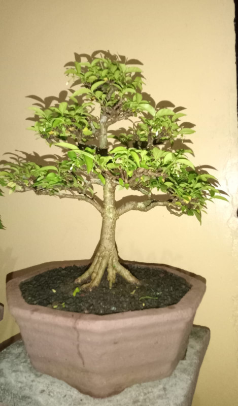 BONSAI ANTING PUTRI